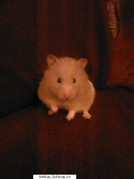 Hamsteri - da, si sta la mangaiat, si vine cand o chem:X e - ROZATOARE