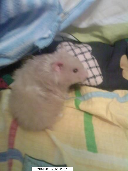 Hamsteri - ea e Misa cand era mai mica...o sa-i mai fac - ROZATOARE