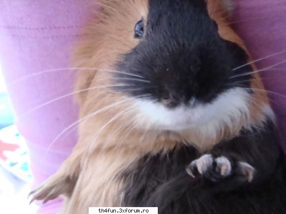 porcusorii de guineea (cavia porcellus) sunt animale mici, atingand la maturitate 25cm lungime si